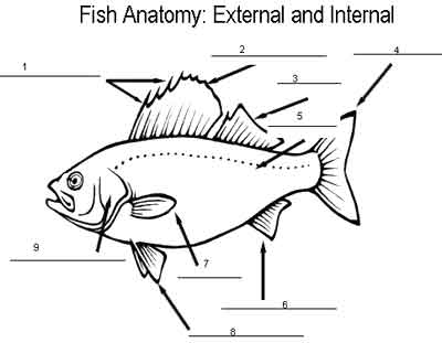 1: Label the diagram according labeled earthworm diagram. 1: Label the diagram according